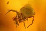 Fossil Ant (Formicidae) and Two Spiders (Araneae) In Baltic Amber #170102-2